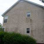 green stuff on siding